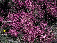 Erica umbellata 1, Saxifraga-Jan van der Straaten